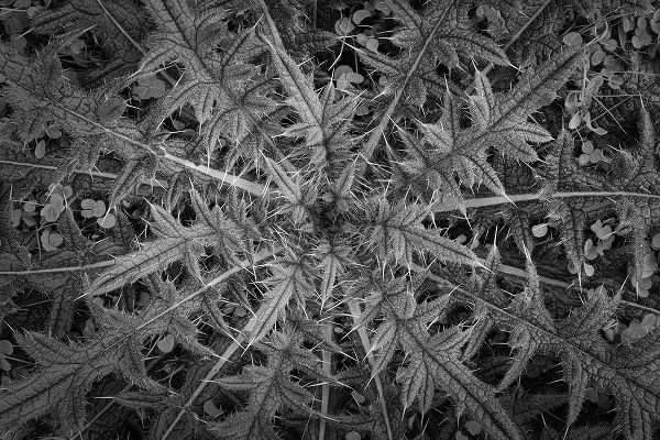 Jaynes Gallery 아티스트의 USA-Washington State-Seabeck Black and white close-up of thistle plant작품입니다.